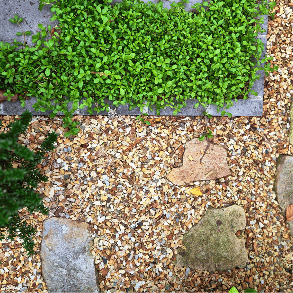 6argenteumgardendesign